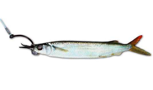 Horse Rigged Circle Hook Ballyhoo