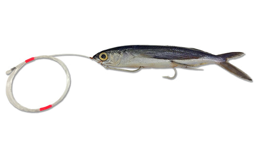 Medium Rigged Flying Fish with Monofilament Leader