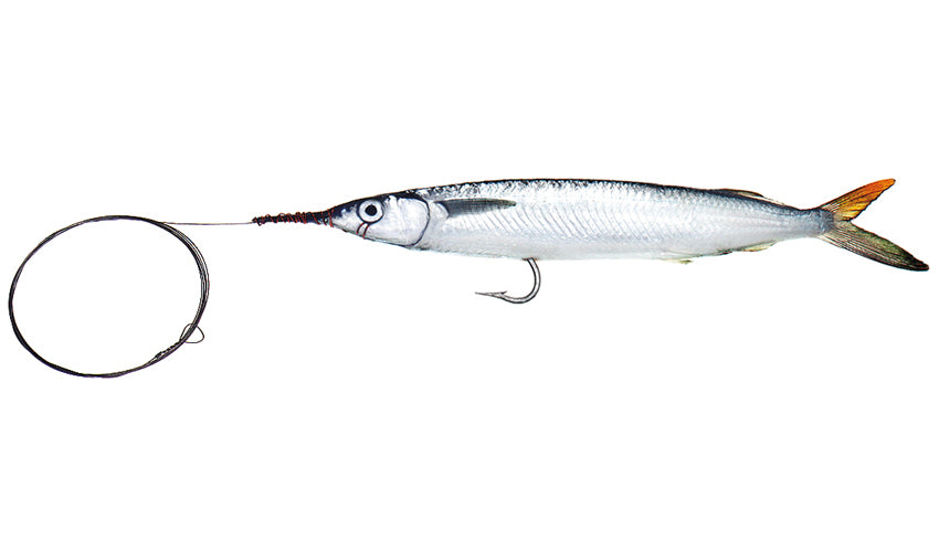 Medium Single Hook Ballyhoo with Wire Leader