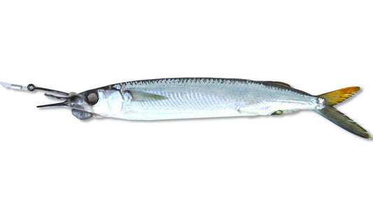 Select Circle Hook Ballyhoo